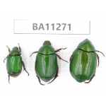 Rutelidae sp. China, Yunnan, Chuxiong, Shuangbai county. 3Pcs. BA11271.