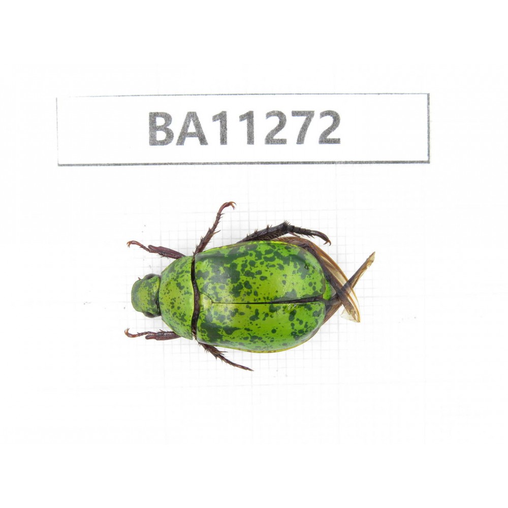 Rutelidae sp. China, Yunnan, Chuxiong, Shuangbai county. 1Pcs. BA11272.