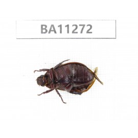 Rutelidae sp. China, Yunnan, Chuxiong, Shuangbai county. 1Pcs. BA11272.