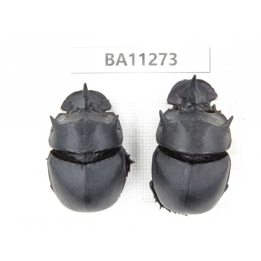 Geotrupidae sp. China, Yunnan, Chuxiong, Shuangbai county. 2Pcs. BA11273.