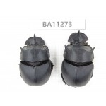 Geotrupidae sp. China, Yunnan, Chuxiong, Shuangbai county. 2Pcs. BA11273.