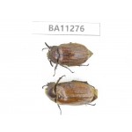 Melolonthidae sp. China, Yunnan, Dali, C of Mt.Cangshan. 1P. BA11276.