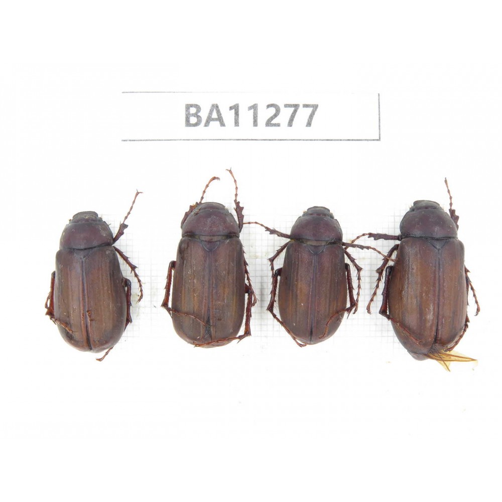 Melolonthidae sp. China, Yunnan, Dali, C of Mt.Cangshan. 4Pcs. BA11277.