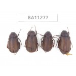 Melolonthidae sp. China, Yunnan, Dali, C of Mt.Cangshan. 4Pcs. BA11277.
