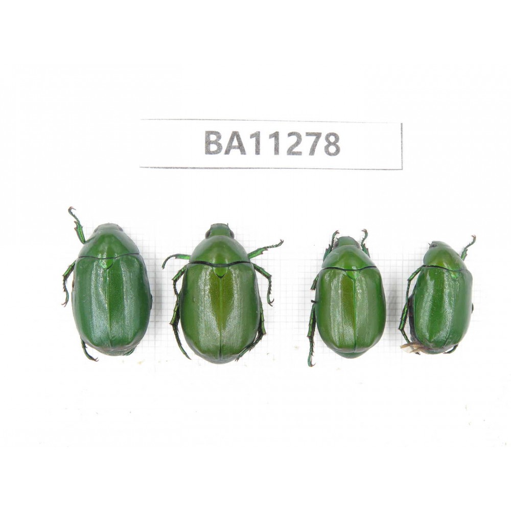 Rutelidae sp. China, Yunnan, Dali, C of Mt.Cangshan. 4Pcs. BA11278.