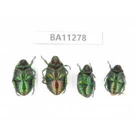 Rutelidae sp. China, Yunnan, Dali, C of Mt.Cangshan. 4Pcs. BA11278.