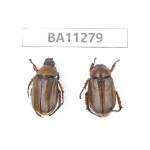 Rutelidae sp. China, Yunnan, Dali, C of Mt.Cangshan. 2Pcs. BA11279.