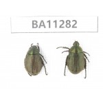 Rutelidae sp. China, Gansu, Longchuan, Wenxian county. 2Pcs. BA11282.