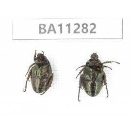 Rutelidae sp. China, Gansu, Longchuan, Wenxian county. 2Pcs. BA11282.