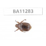 Rutelidae sp. China, Gansu, Longchuan, Wenxian county. 1Pcs. BA11283.