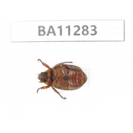 Rutelidae sp. China, Gansu, Longchuan, Wenxian county. 1Pcs. BA11283.