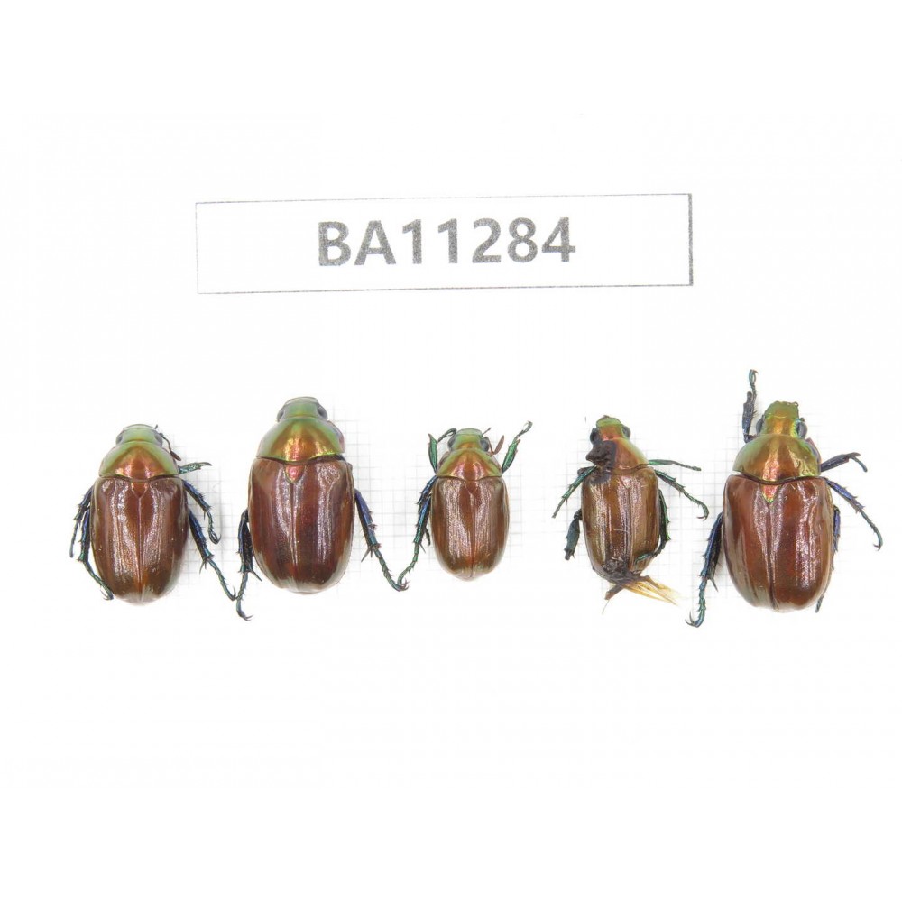 Rutelidae sp. China, Gansu, Longchuan, Wenxian county. 5Pcs. BA11284.