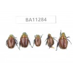 Rutelidae sp. China, Gansu, Longchuan, Wenxian county. 5Pcs. BA11284.