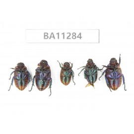 Rutelidae sp. China, Gansu, Longchuan, Wenxian county. 5Pcs. BA11284.