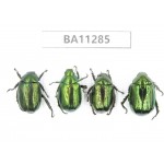 Rutelidae sp. China, Gansu, Longchuan, Wenxian county. 4Pcs. BA11285.