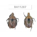Cetoniidae sp. China, Gansu, Longchuan, Wenxian county. 2Pcs. BA11287.