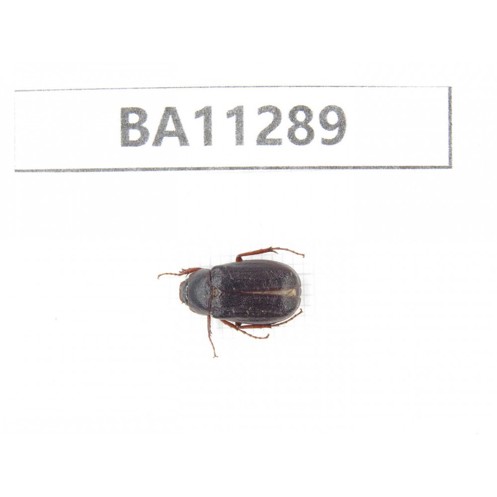 Melolonthidae sp. China, Gansu, Longchuan, Wenxian county. 1Pcs. BA11289.