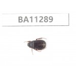 Melolonthidae sp. China, Gansu, Longchuan, Wenxian county. 1Pcs. BA11289.
