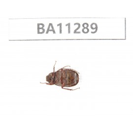 Melolonthidae sp. China, Gansu, Longchuan, Wenxian county. 1Pcs. BA11289.