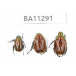 Rutelidae sp. China, Shaanxi, Hanzhong, Liuba county. 3Pcs. BA11291.