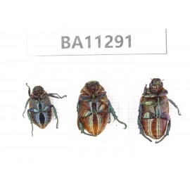 Rutelidae sp. China, Shaanxi, Hanzhong, Liuba county. 3Pcs. BA11291.