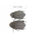 Melolonthidae sp. China, Yunnan, Chuxiong, Shuangbai county. 2Pcs. BA11296.
