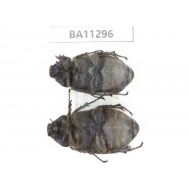 Melolonthidae sp. China, Yunnan, Chuxiong, Shuangbai county. 2Pcs. BA11296.