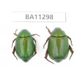 Rutelidae sp. China, Yunnan, Chuxiong, Shuangbai county. 2Pcs. BA11298.