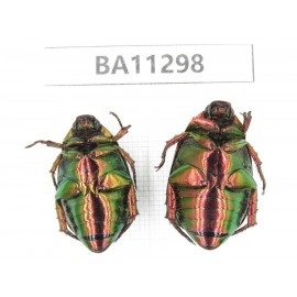 Rutelidae sp. China, Yunnan, Chuxiong, Shuangbai county. 2Pcs. BA11298.