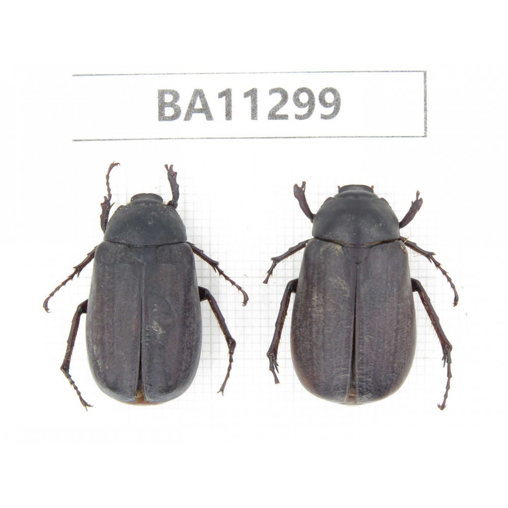 Melolonthidae sp. China, Yunnan, Chuxiong, Shuangbai county. 2Pcs. BA11299.