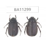 Melolonthidae sp. China, Yunnan, Chuxiong, Shuangbai county. 2Pcs. BA11299.