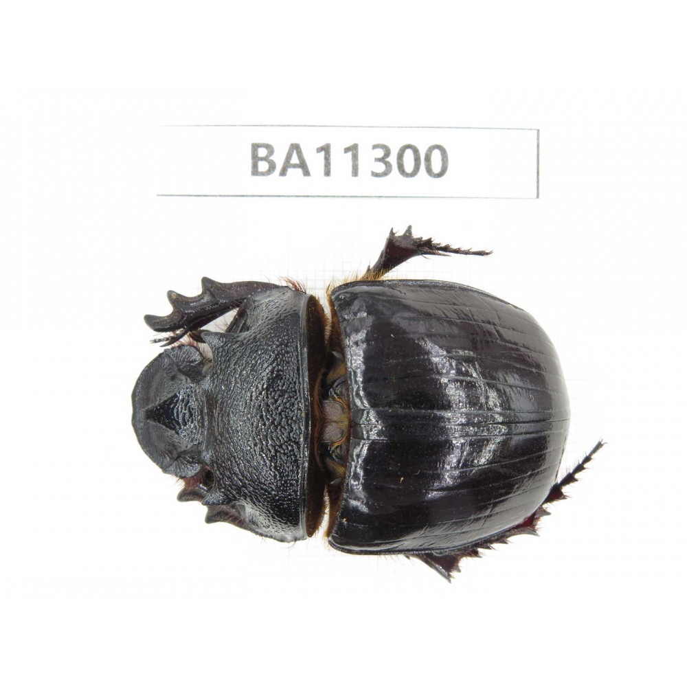 Geotrupidae sp. China, Yunnan, Chuxiong, Shuangbai county. 1Pcs. BA11300.