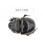 Geotrupidae sp. China, Yunnan, Chuxiong, Shuangbai county. 1Pcs. BA11300.