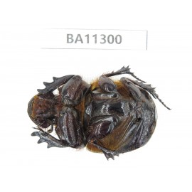 Geotrupidae sp. China, Yunnan, Chuxiong, Shuangbai county. 1Pcs. BA11300.
