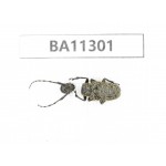 Cerambycidae sp. China,  Yunnan, Chuxiong, Shuangbai county. 1Pcs. BA11301.