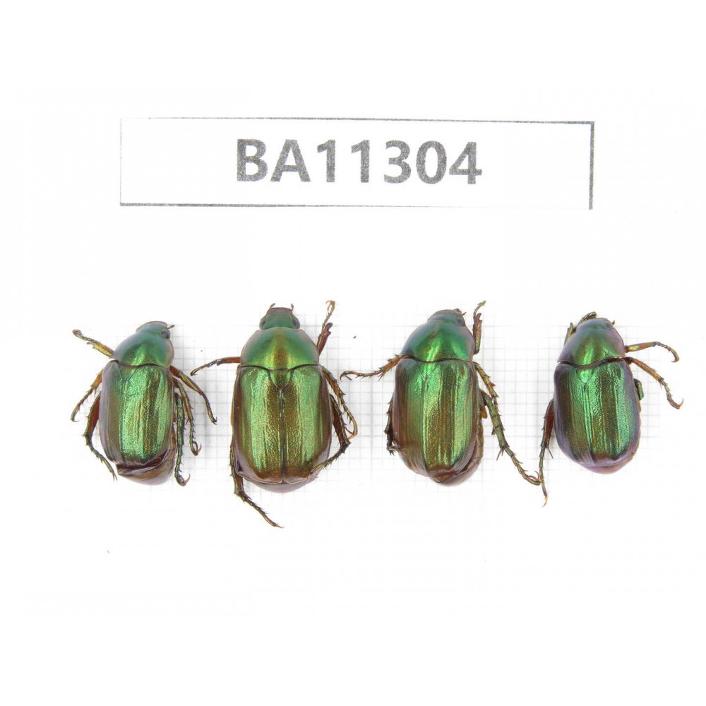 Rutelidae sp. China, Yunnan, Dali, Fengyi town. 4Pcs. BA11304.