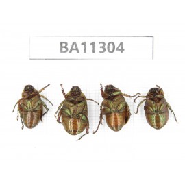 Rutelidae sp. China, Yunnan, Dali, Fengyi town. 4Pcs. BA11304.