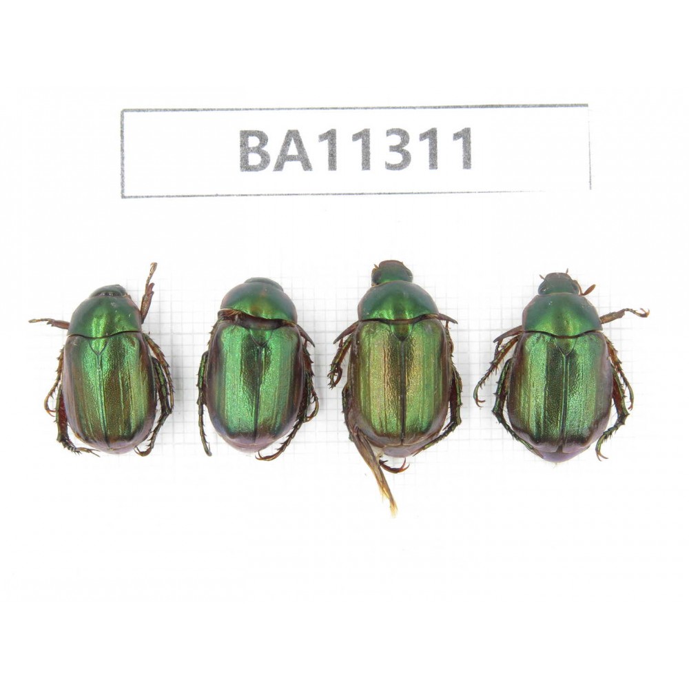 Rutelidae sp. China, Yunnan, Dali, S of Mt.Cangshan. 4Pcs. BA11311.