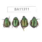 Rutelidae sp. China, Yunnan, Dali, S of Mt.Cangshan. 4Pcs. BA11311.