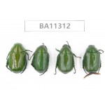 Rutelidae sp. China, Yunnan, Dali, S of Mt.Cangshan. 4Pcs. BA11312.