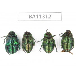 Rutelidae sp. China, Yunnan, Dali, S of Mt.Cangshan. 4Pcs. BA11312.