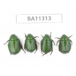 Rutelidae sp. China, Yunnan, Dali, S of Mt.Cangshan. 4Pcs. BA11313.