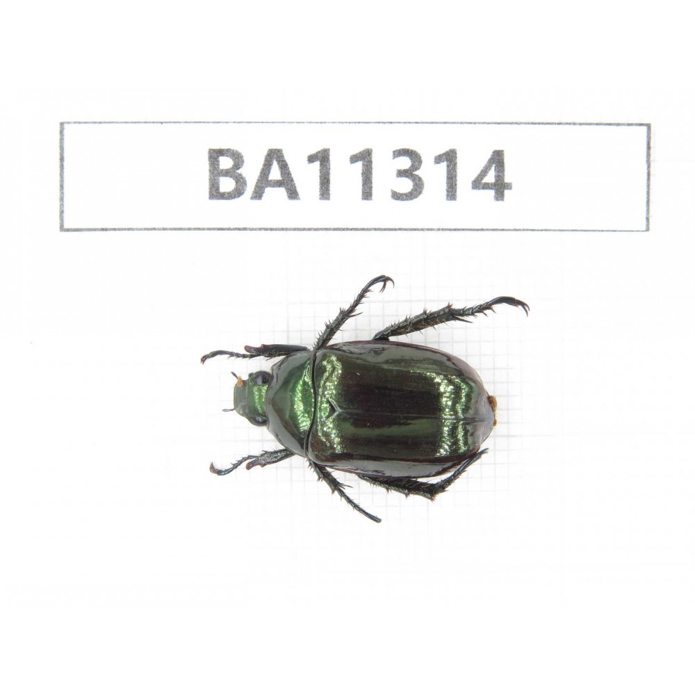 Rutelidae sp. China, Yunnan, Dali, S of Mt.Cangshan. 1Pcs. BA11314.