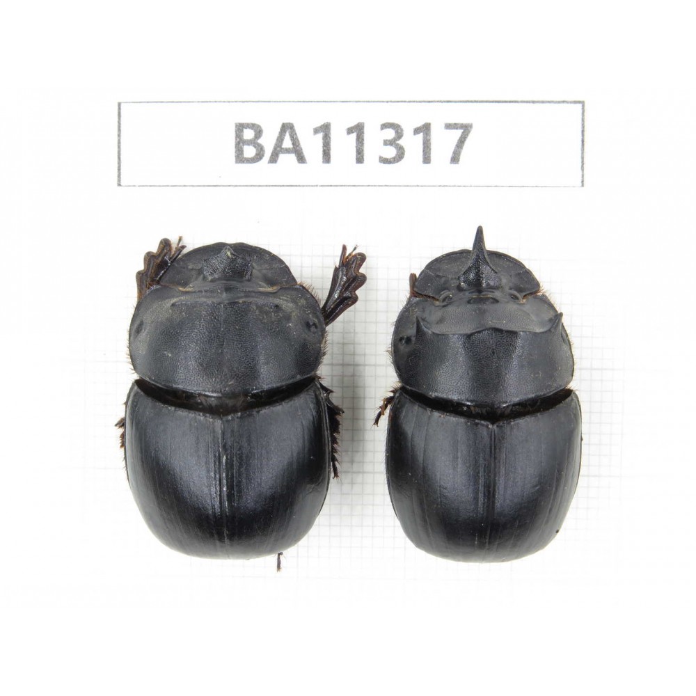 Geotrupidae sp. China, Yunnan, Dali, S of Mt.Cangshan.2Pcs. BA11317.