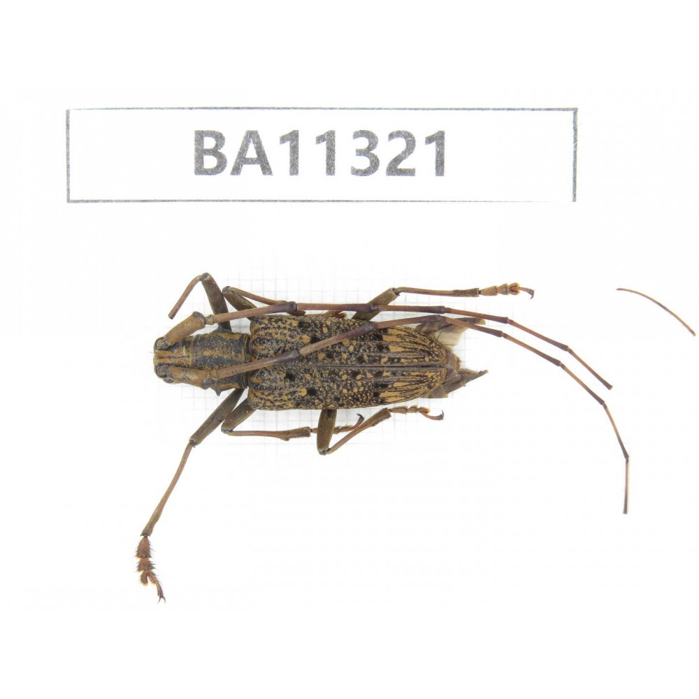 Cerambycidae sp. China, Yunnan, Dali, S of Mt.Cangshan.1Pcs. BA11321.