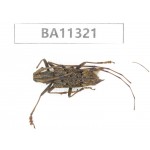Cerambycidae sp. China, Yunnan, Dali, S of Mt.Cangshan.1Pcs. BA11321.