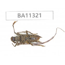 Cerambycidae sp. China, Yunnan, Dali, S of Mt.Cangshan.1Pcs. BA11321.