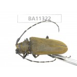 Cerambycidae sp. China, Yunnan, Dali, S of Mt.Cangshan.1Pcs. BA11322.