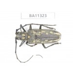 Cerambycidae sp. China, Yunnan, Dali, S of Mt.Cangshan.1Pcs. BA11323.