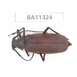 Cerambycidae sp. China, Yunnan, Dali, S of Mt.Cangshan.1Pcs. BA11324.